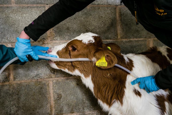 How to position a feeding tube on a calf
